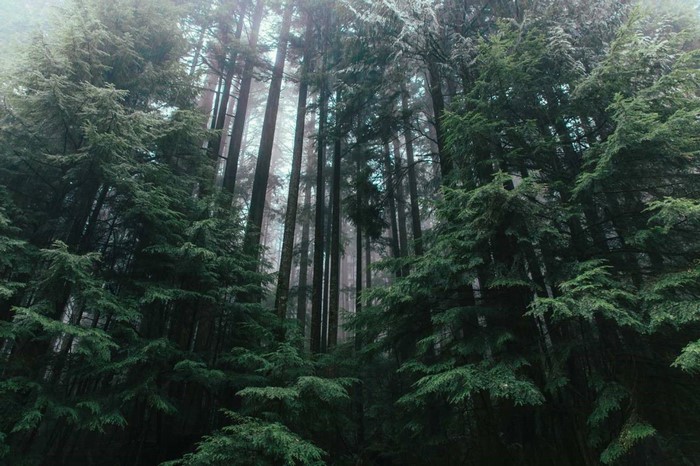 Misty forest with tall evergreen trees