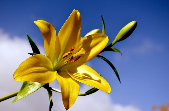 Yellow lily flower against a blue sky