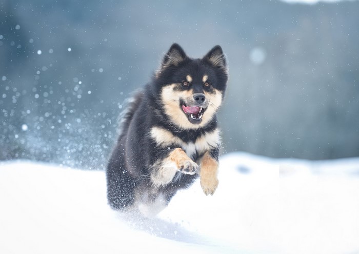 Finnish Lapphund dog running in the snow