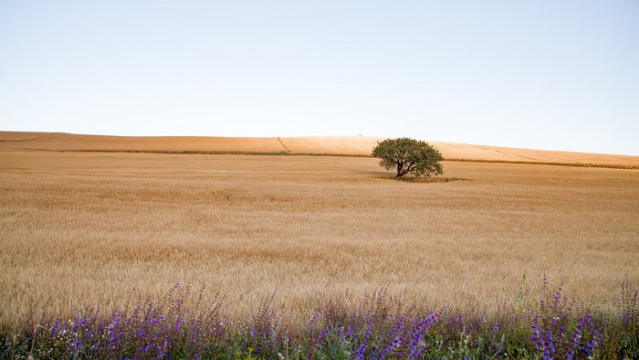 Lone tree in a golden wheat field with purple flowers