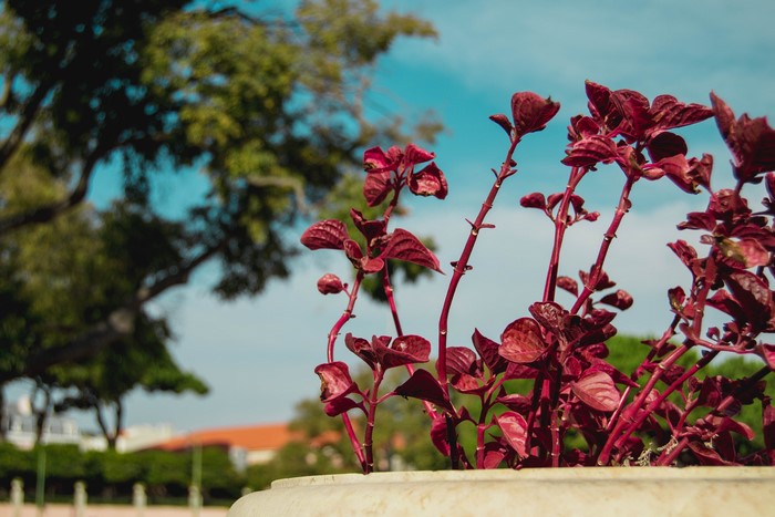 Red plants in a pot with bokeh background