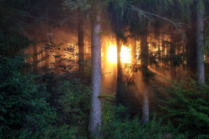 Sunlight filtering through a misty forest