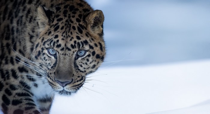 Close-up of a leopard in the snow
