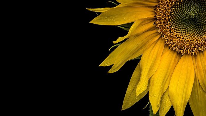 Close-up of a yellow sunflower with water droplets
