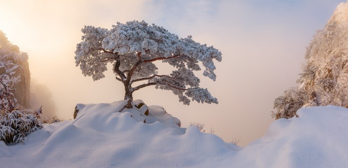 Snow-covered pine tree on a rocky cliff in winter fog
