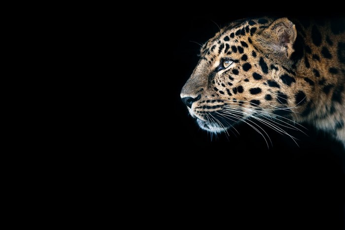 Leopard profile on black background