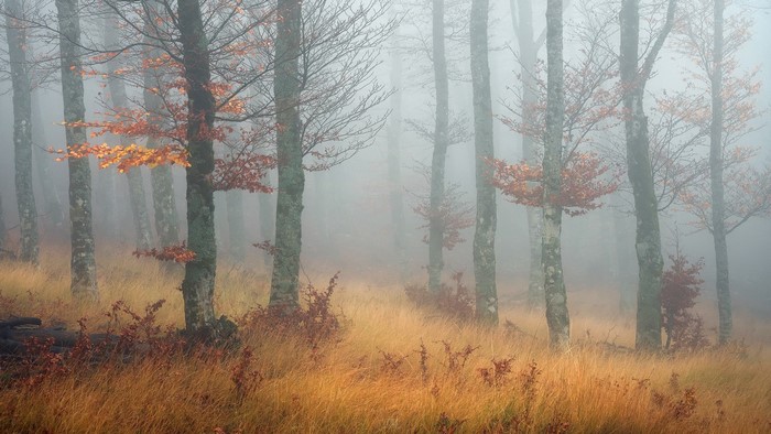 Autumn forest in mist with golden grass