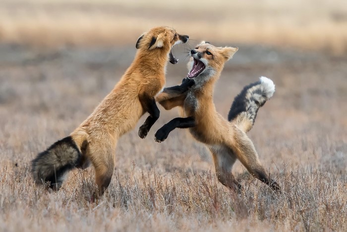 Two foxes fighting in a field
