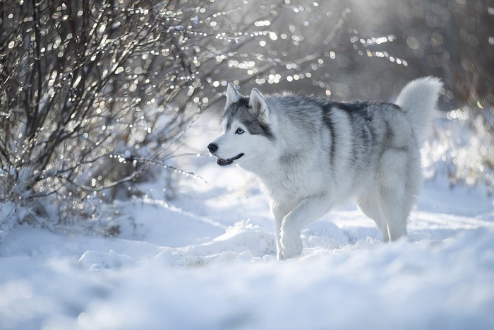 Siberian Husky dog walking in the snow