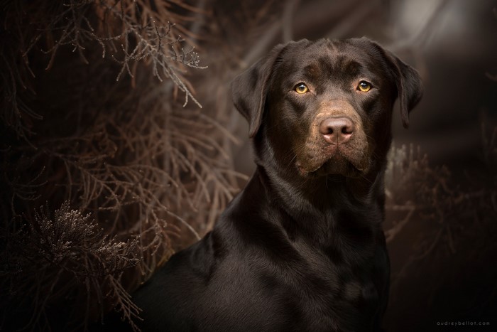 Chocolate Labrador Retriever dog portrait
