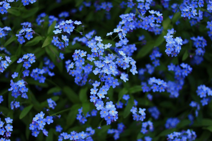 Forget-me-nots flowers in nature