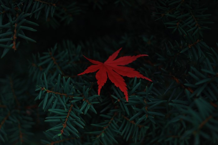 Red leaf on dark green pine needles