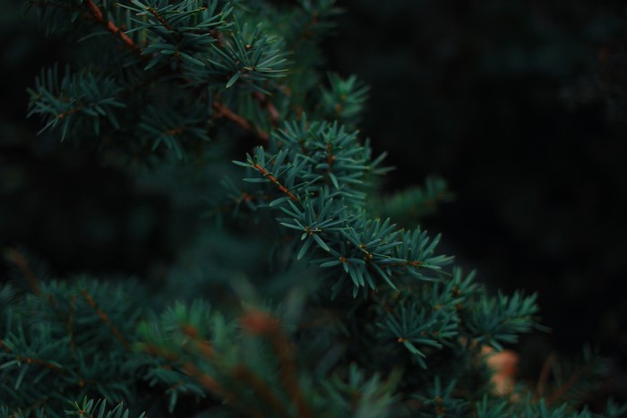 Pine trees in a forest
