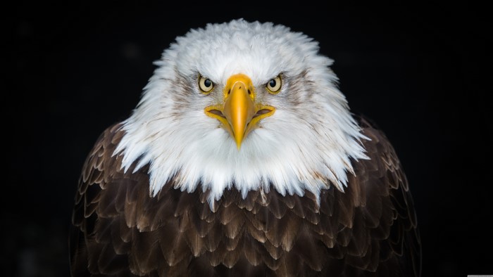 4K Bald Eagle Close-up