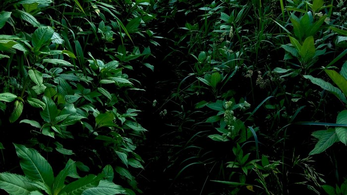 Dense green foliage in a dark forest