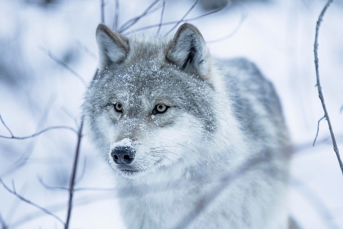 Wolf in a snowy forest