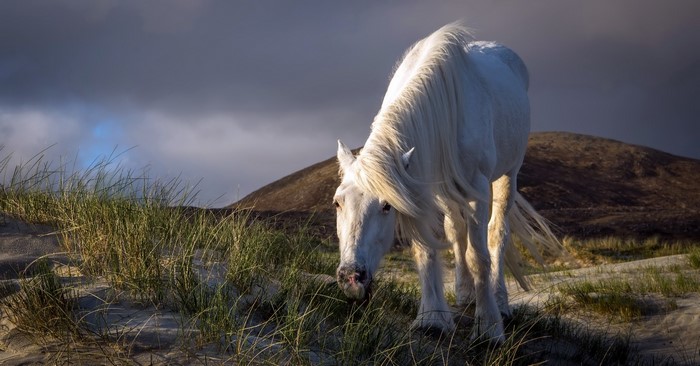 White horse grazing on a sandy dune