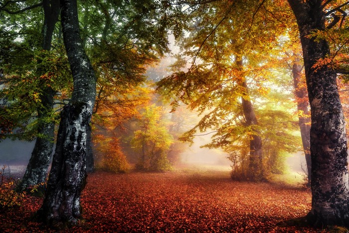 Autumn forest with colorful trees and fallen leaves