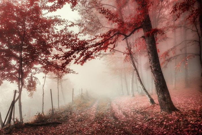 Misty forest path with red autumn leaves