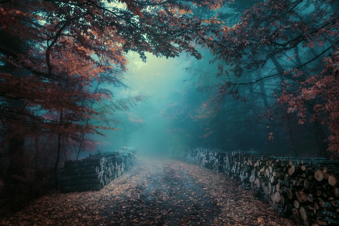Misty forest road with stacked logs in fall