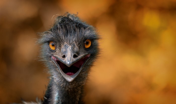 Close-up of an Emu bird with an open beak