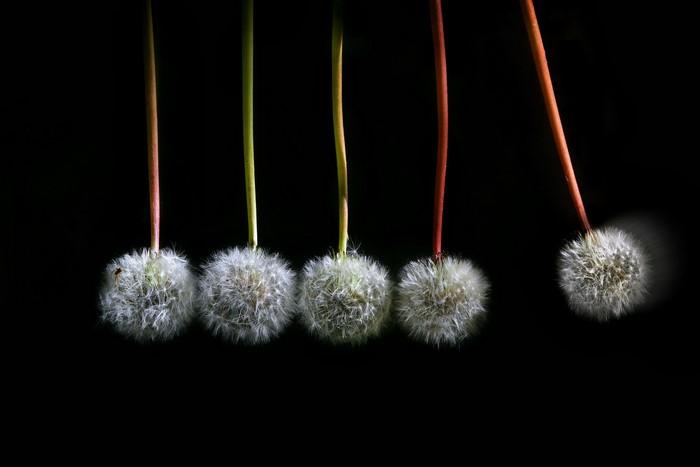 Dandelion seed heads on black background
