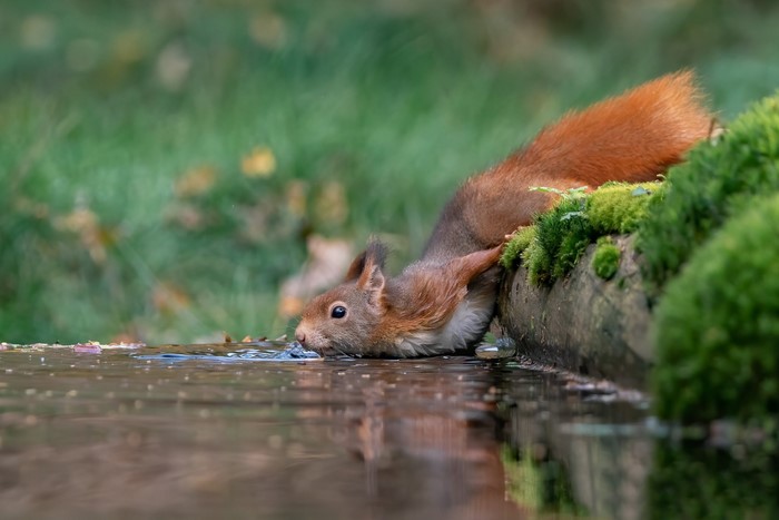 Red squirrel drinking water from a pool