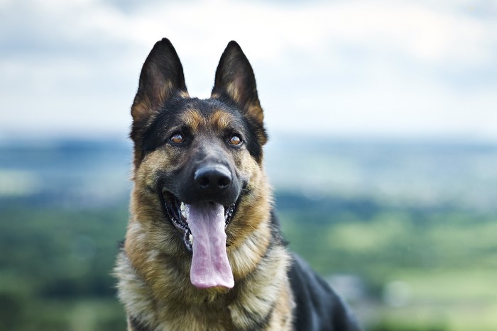 German Shepherd dog with tongue out outdoors