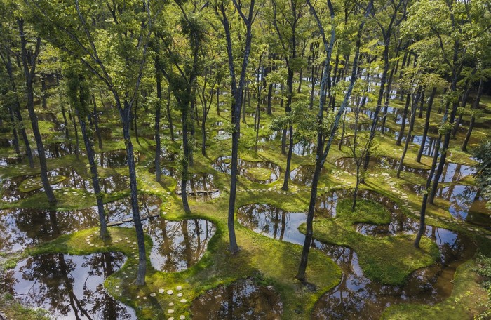 Forest with flooded areas and stepping stones