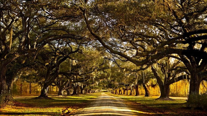 Avenue of live oak trees draped with Spanish moss