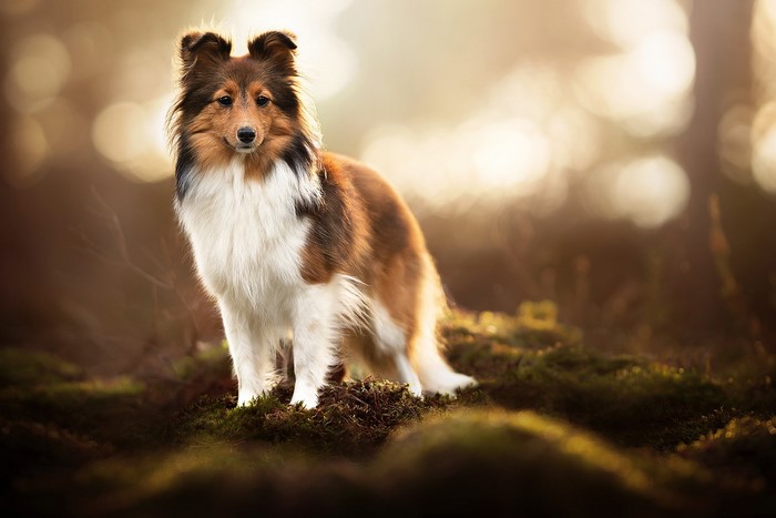 Shetland Sheepdog standing in a forest