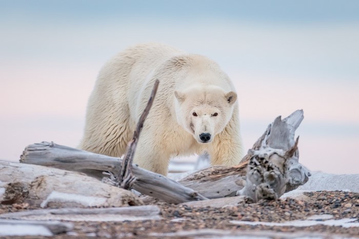 Polar bear standing on driftwood