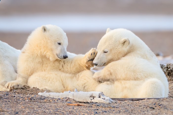 Two polar bear cubs playing on the ground