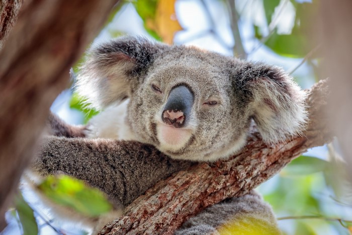 Koala sleeping on a tree branch