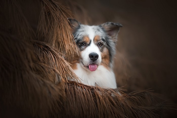 Australian Shepherd dog with tongue out in foliage