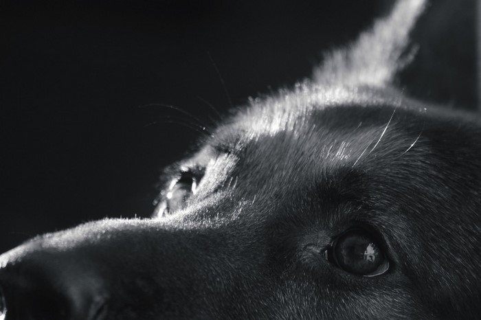 Close-up of a German Shepherd dog's face