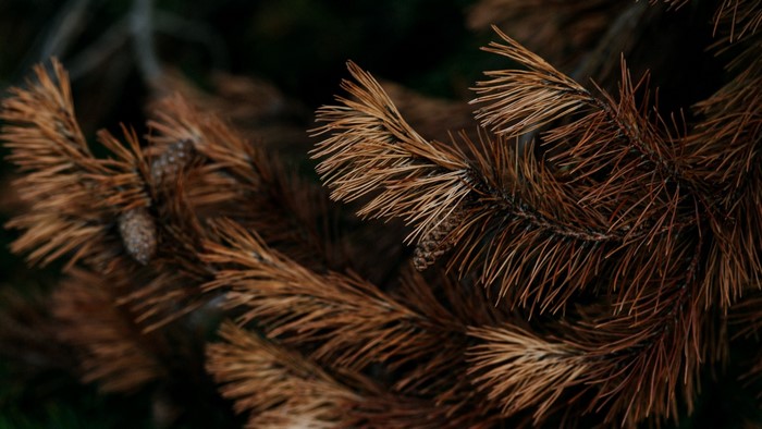 Dry pine needles and cones on a dark background