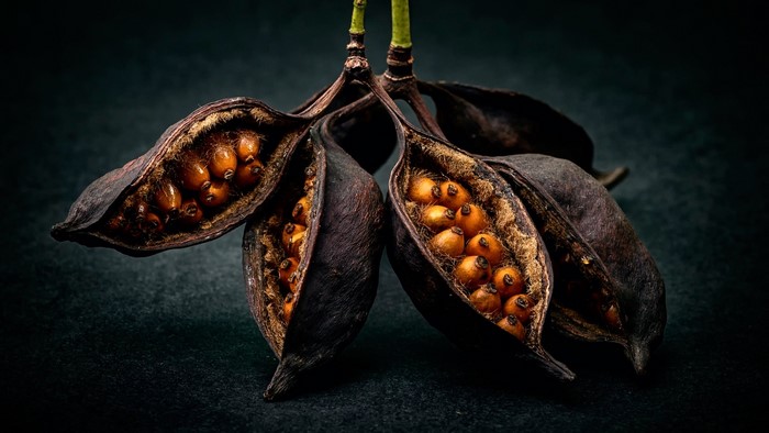 Opened seed pods with orange seeds