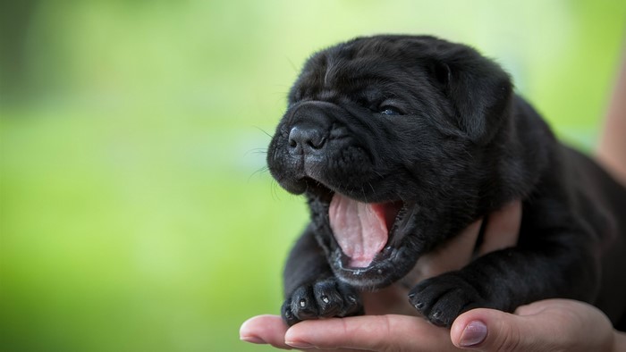 Black puppy yawning in hands
