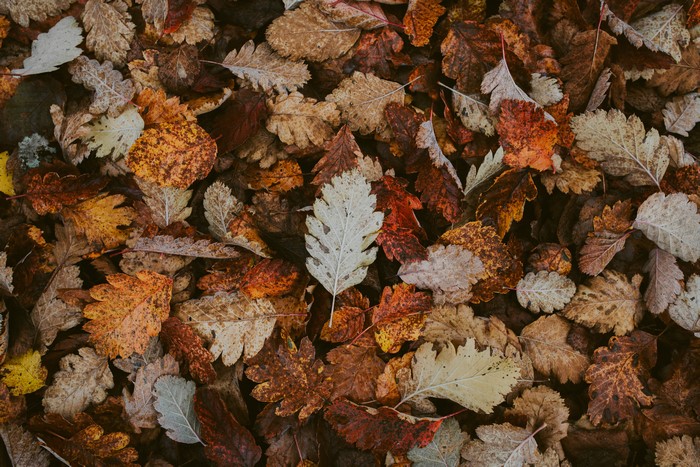 4K fallen autumn leaves on the ground