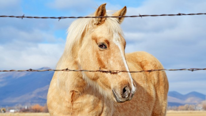 Horse behind a barbed wire fence