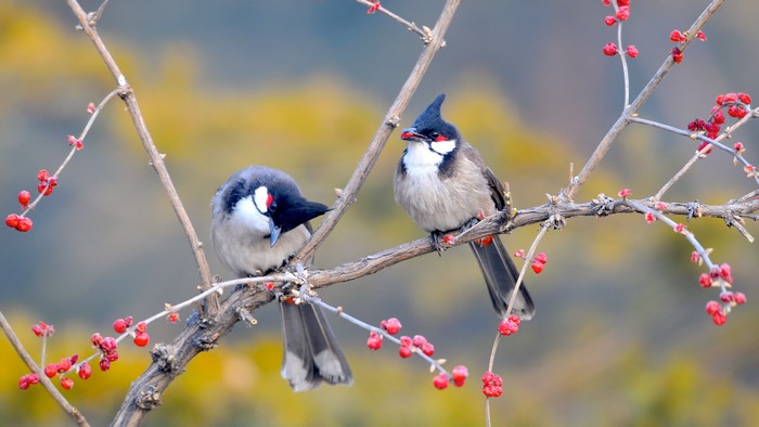 Two Red-whiskered Bulbuls on a branch with berries