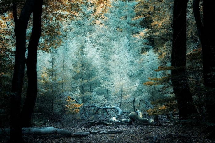 Dark forest with fallen trees and light-colored trees in the background