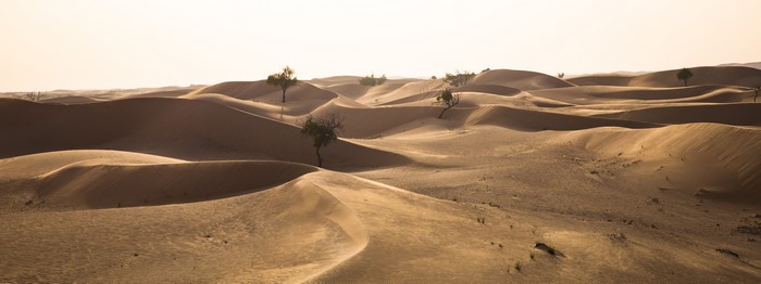 Desert dunes with scattered trees in the UAE