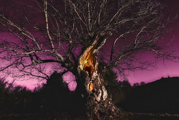Bare tree with glowing hollow against purple night sky