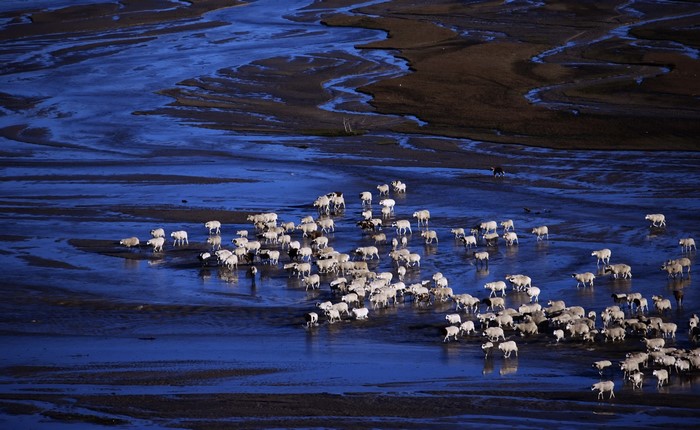 Flock of sheep wading through shallow water at dusk