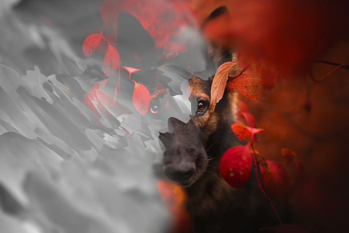 German Shepherd dog with red leaves