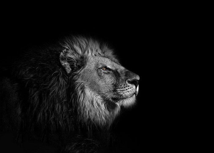 Lion with selective coloring on black background