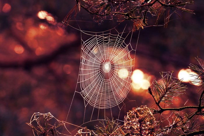 Spiderweb on pine branches with bokeh background