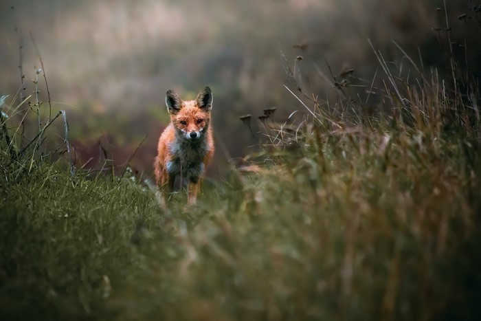 A red fox stands in tall grass